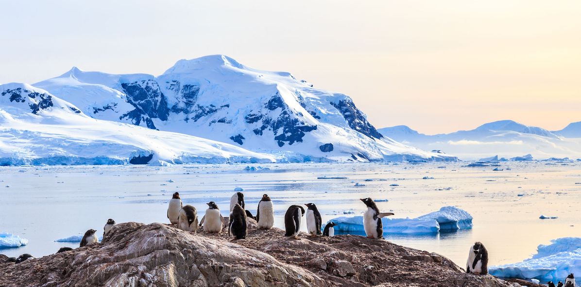 Pinguine auf einem Felsen in der Antarktis