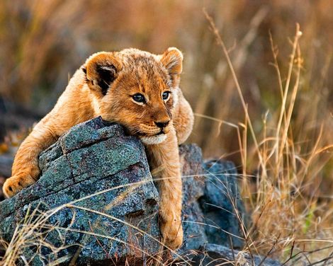 Kreuzfahrt mit AIDAstella von Kapstadt bis Palma de Mallorca inkl. Südafrika-Rundreise-0
