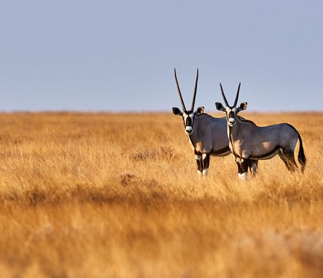 Antilopen in der Kalahari Wüste 