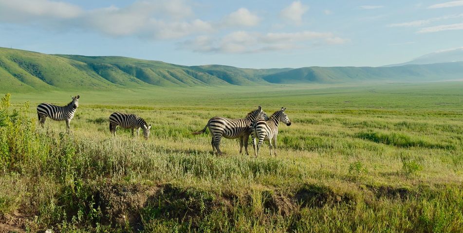 Zebras ziehen durch die offene Landschaft des Ngorongoro-Schutzgebiets in Tansania