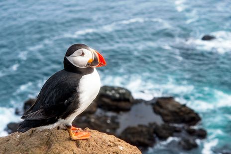 Papageientaucher auf einer Klippe auf Island