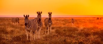 Zebras bei Sonnenuntergang im Etosha Nationalpark