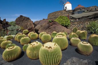 Kaktusgarten auf Lanzarote