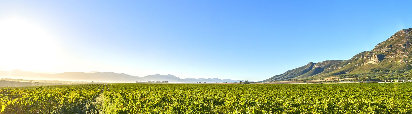 Winelands von Kapstadt