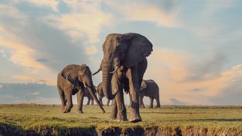Elefanten in der Steppe Afrika