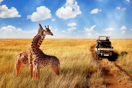 Giraffenpaar im Serengeti Nationalpark