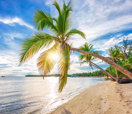 Palme am Strand in der Dominikanischen Republik