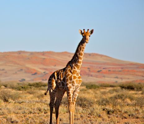 Eine Giraffe in der Savanne