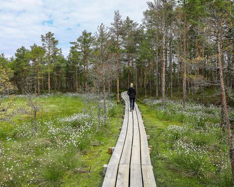 Aktiv die Schätze des Baltikums zwischen Natur und Kultur entdecken