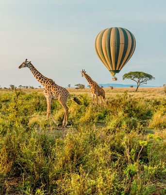 Giraffen in Tansania