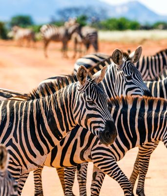Afrika
