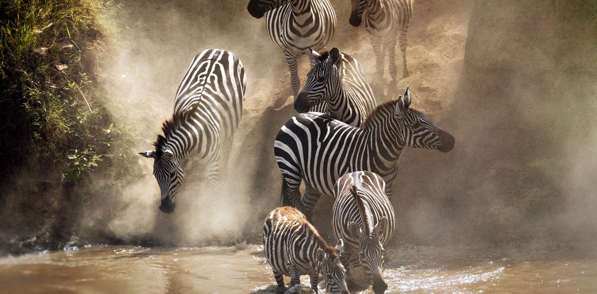 Zebras am Wasserloch in Kenia