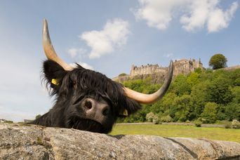 Rind mit Stirling Castle in Schottland