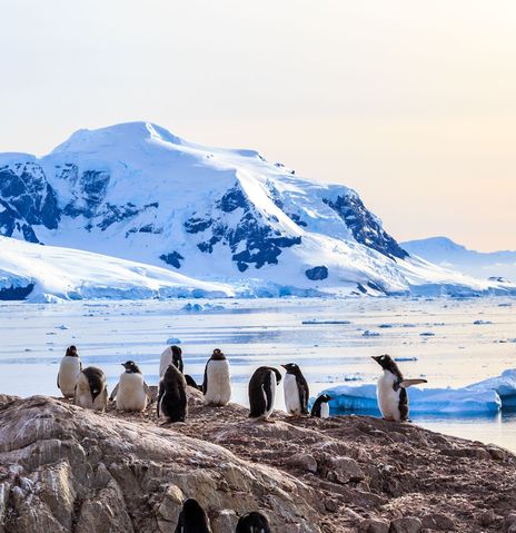 Pinguine auf Felsen in Antarktis