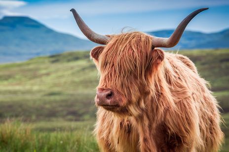 Nahaufnahme eines Highlandrinds in schottischer Landschaft