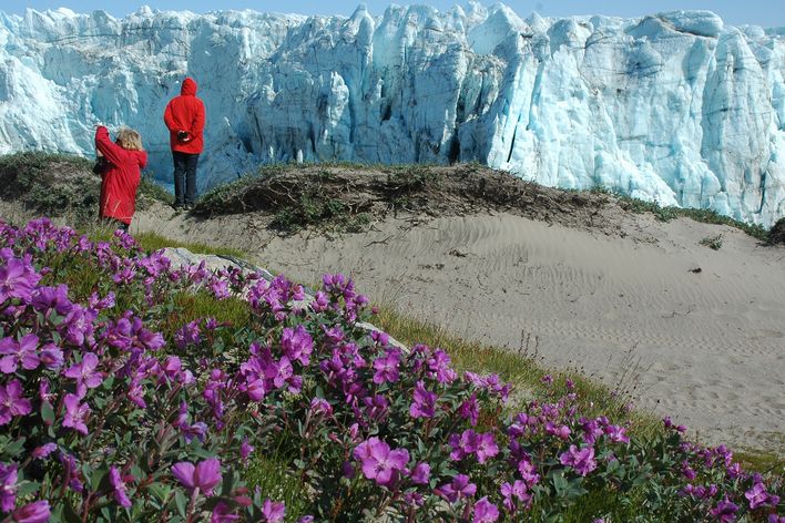 Blumen und Landschaft in Grönland