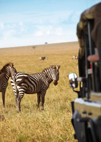 Zebras auf Safari in Kenia
