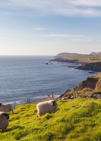 Schafe in Irland