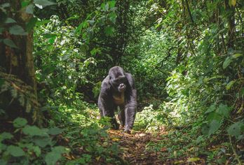 Uganda