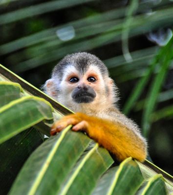 Affe sitzt zwischen großen Blättern im Regenwald von Costa Rica