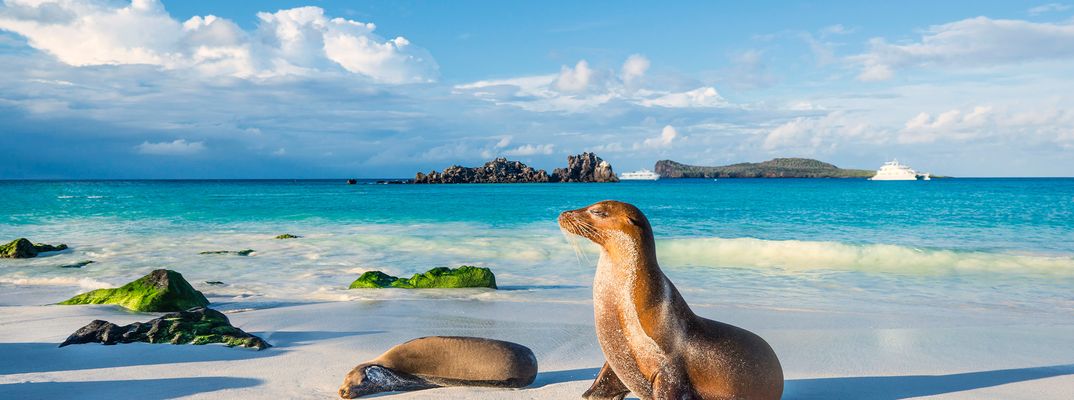 Seelöwen am weißen Sandstrand der Galápagos-Inseln vor türkisblauem Meer
