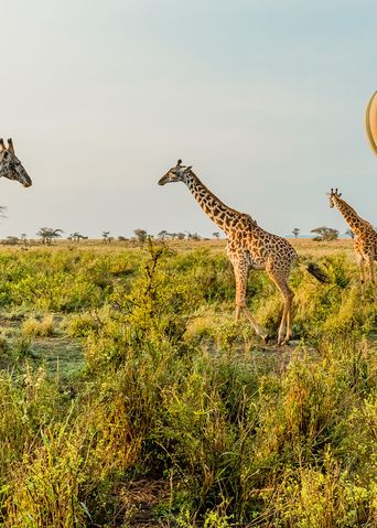 Giraffen im Serengeti Nationalpark