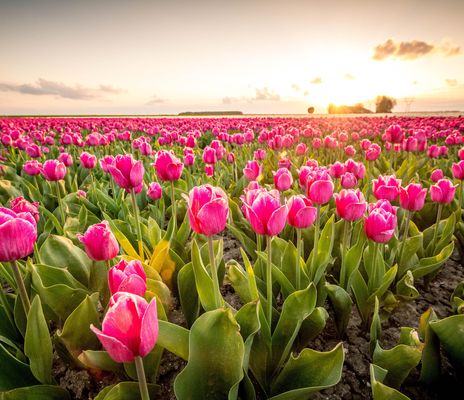 Niederlande - Tulpenblüte