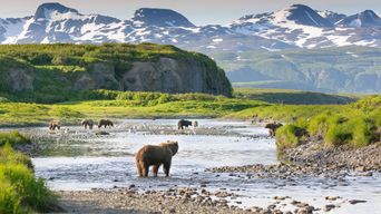 Ein Bär in der Landschaft von Alaska