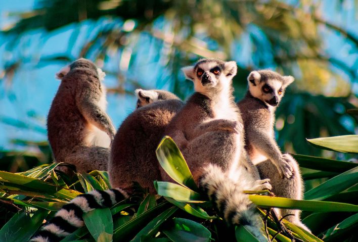 Lemuren in Madagaskar