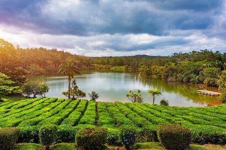 Teefelder der Bois Chéri Plantage auf Mauritius mit Blick auf einen See