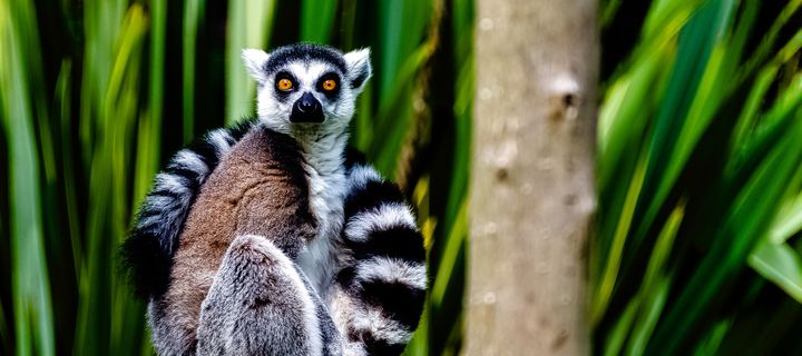 Lemur sitzt auf einem Baum in Madagaskar