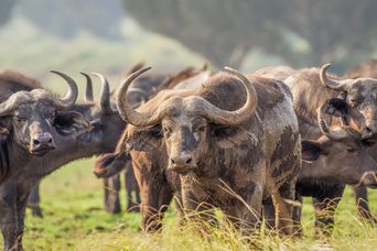 Büffel in Afrika