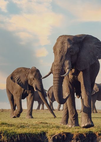 Elefanten in der Steppe Afrika