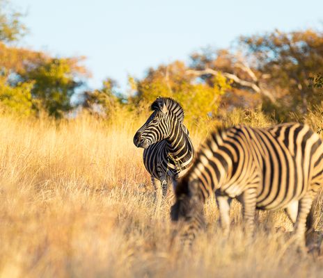 Ein Zebra steht im goldenen Gras des Kruger-Nationalparks zwischen Bäumen und dichtem Buschland