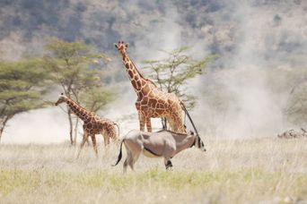 Giraffen im Samburu National Reservat