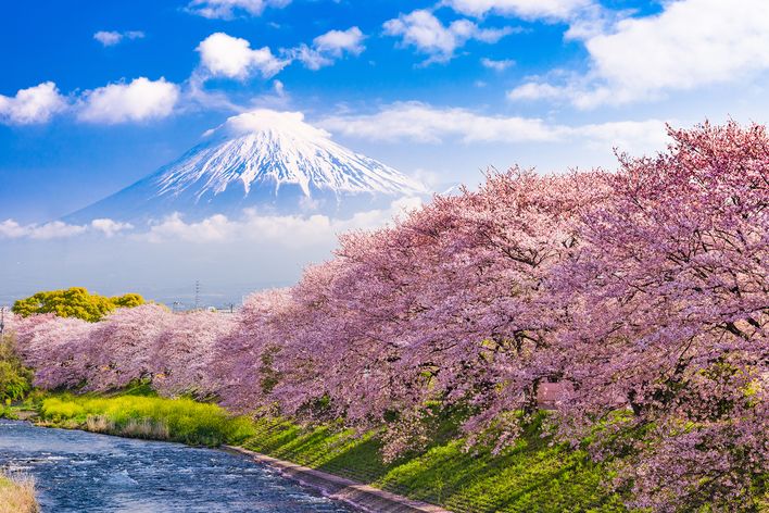 Mount Fuji mit Kirschblüten