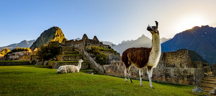Lamas vor den Ruinen von Macchu Picchu