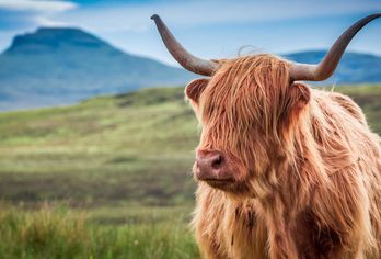 Großbritannien - Schottland