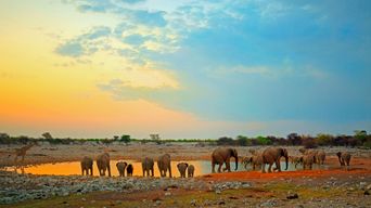 Elefanten Wasserloch Etosha Nationalpark