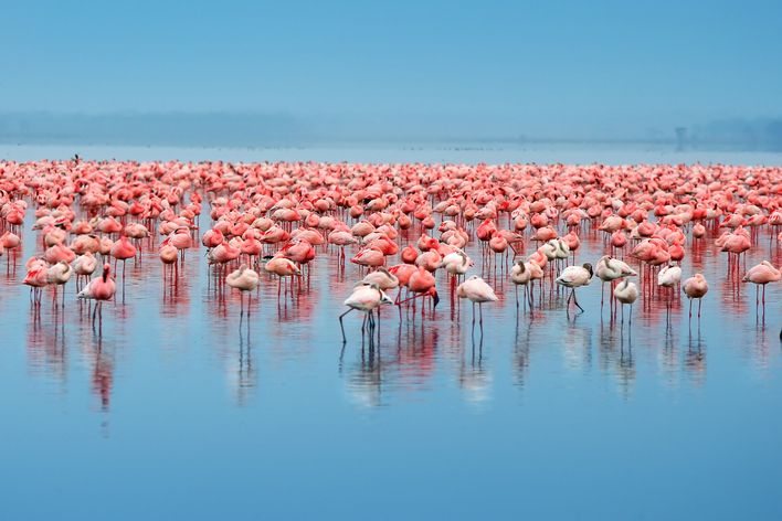 Flamingos im Lake Nakuru Nationalpark