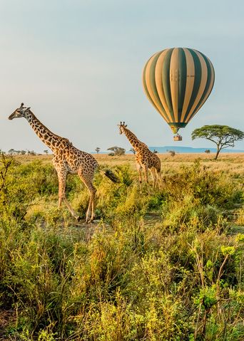 Giraffen in Tansania