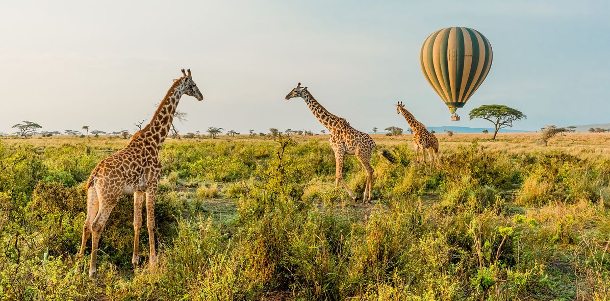 Giraffen im Serengeti Nationalpark