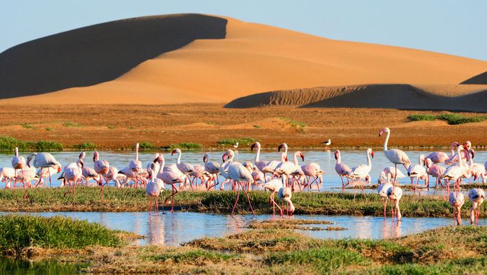 Flamingos an der Walvis Bay in Namibia