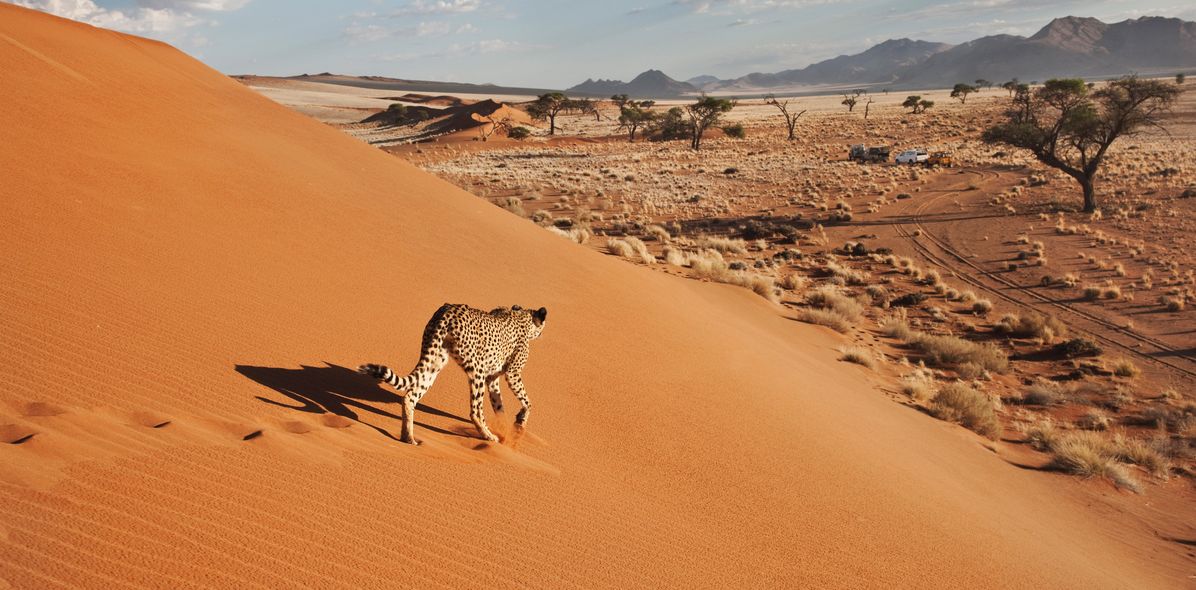 Gepard in der Namib Naukluft Wüste mit weiter Landschaft in Namibia