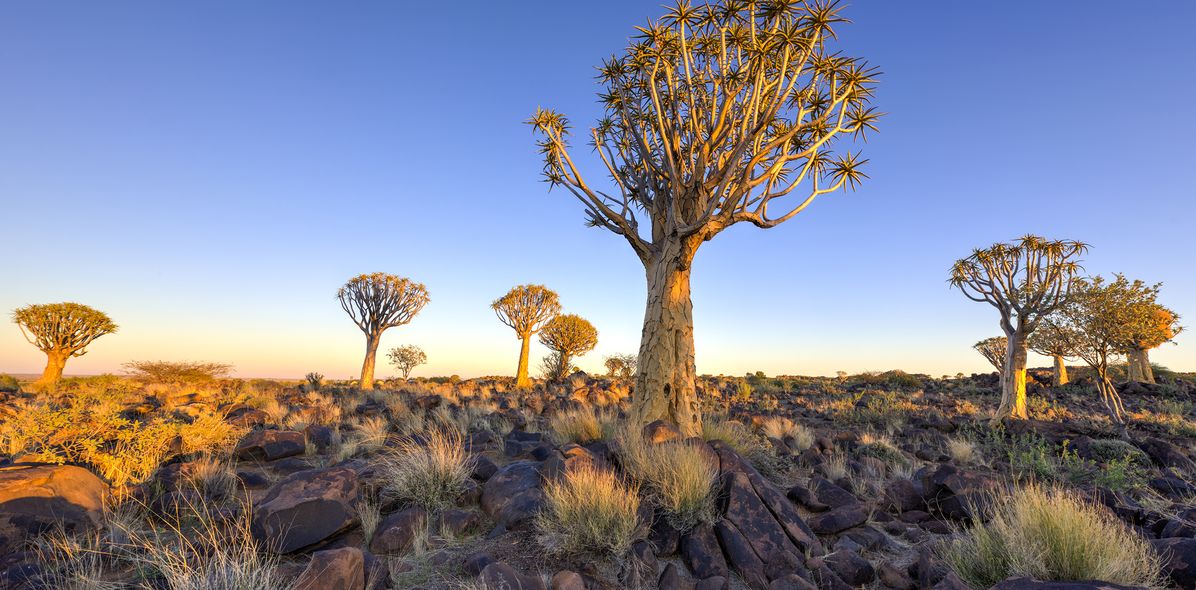 Keetmanshoop Bäume Namibia