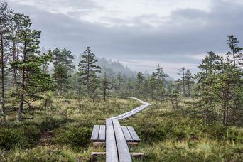 Moorlandschaft in Estland