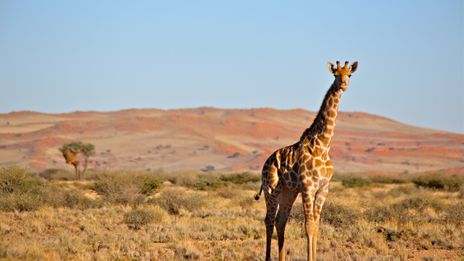 Giraffe in der Savanne