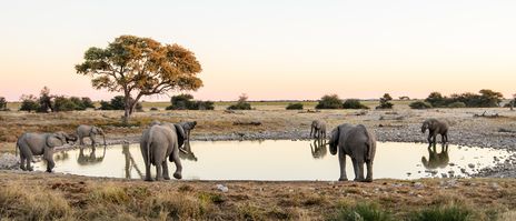 Wasserloch Elefanten Etosha Nationalpark
