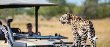 Leopard auf Safari