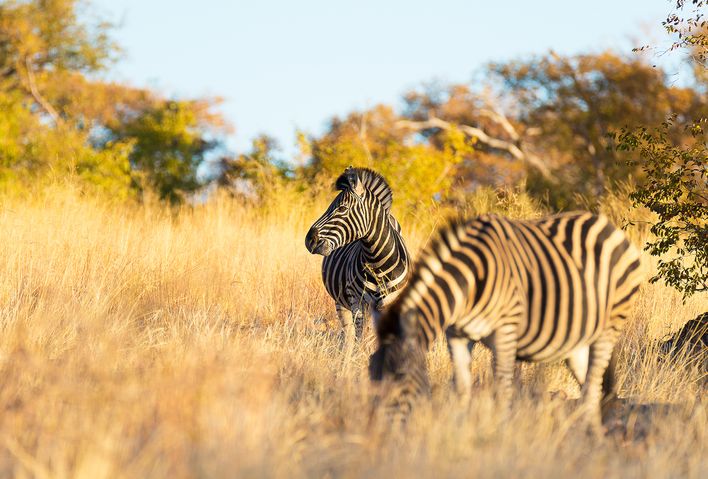 Zwei Zebras im Krüger Nationalpark in Südafrika
